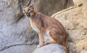 egyptian lynx